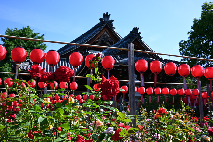 ニコン Nikon Z50II with NIKKOR Z DX 24mm f/1.7 ／ 奈良 橿原市 小房